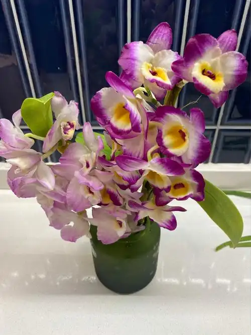 石斛兰浅紫色紫色