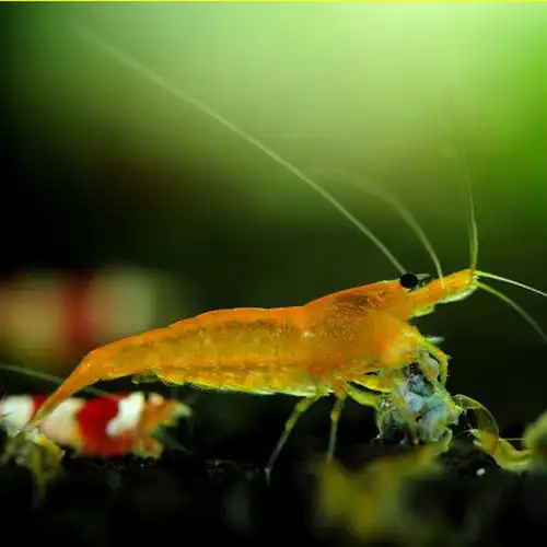 脱色 狂游 甚至是死亡,请收到虾后进行过水操作让爱虾逐步适应水质,再