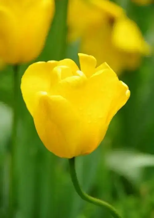 金色郁金香_植物知识网