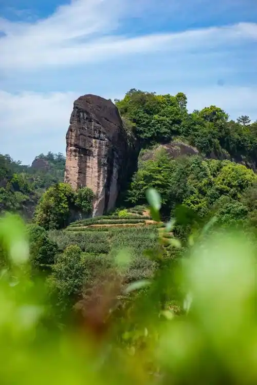 山场说 | 马头岩,一片未凿的天真_肉桂_自然_岩头