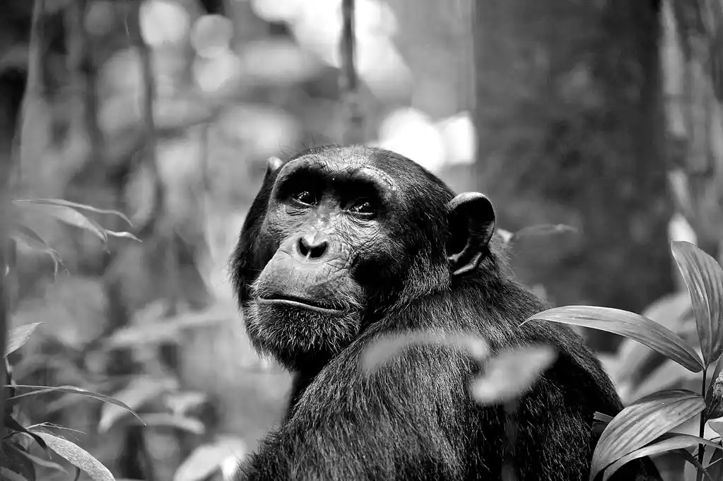 悲伤的大猩猩回头看在黑色和白色