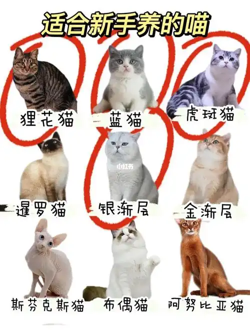 养什么品种的猫看这篇就够了避坑指南
