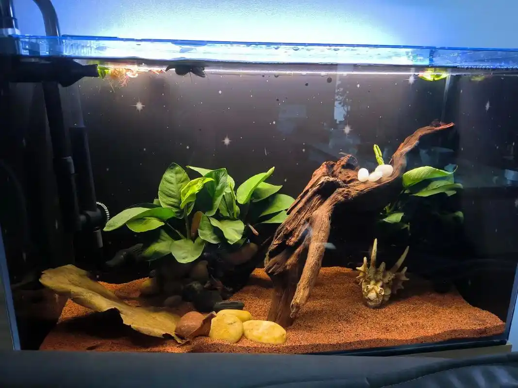 雷龙缸完工91#雷龙鱼造景 #养鱼日记 #生态景观 #玻璃缸 - 抖音