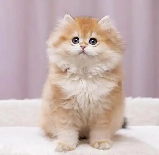 毛色越浅越好,价格就越贵!12>11>254.嘴套外八,越短越好!