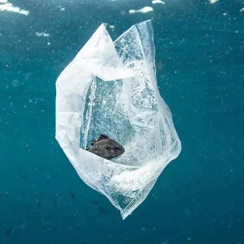 塑料袋中的鱼来自摄影师thimios