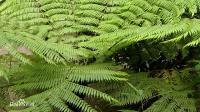 基部一对羽片的柄长达7厘米,先端羽状深裂,羽轴浅禾秆色;小羽片先状