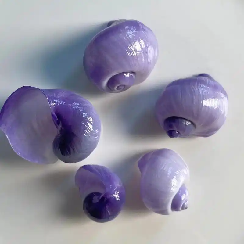 紫螺.紫色的海螺真的好漂亮#小海螺 #紫螺 - 抖音