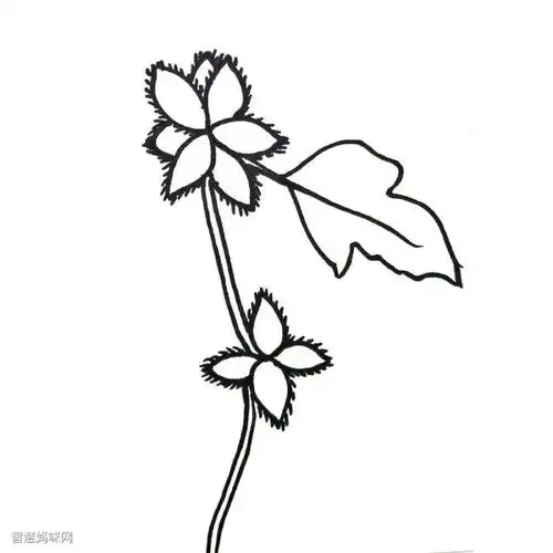 苍耳子简笔画怎么画