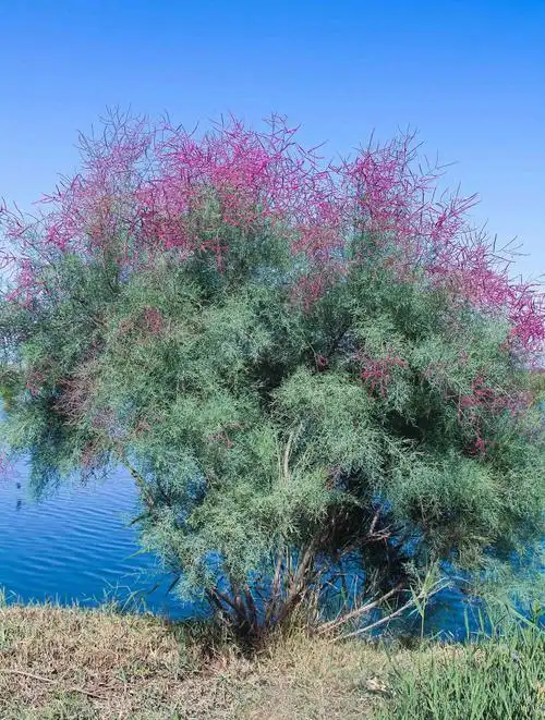 甘肃张掖黑河湿地国家级自然保护区多枝怪柳