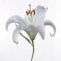 百合花头像图片大全【点击鼠标右键下载】