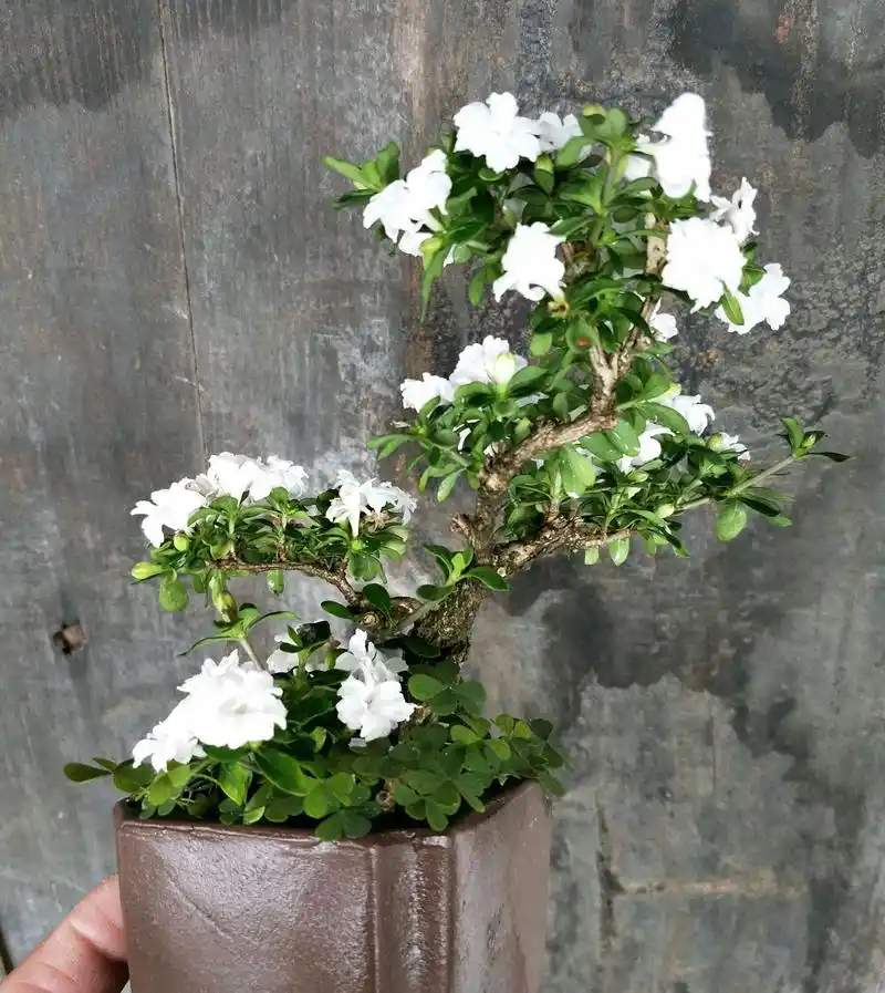 夏季养六月雪盆栽开花似满盆飞雪的养护技巧