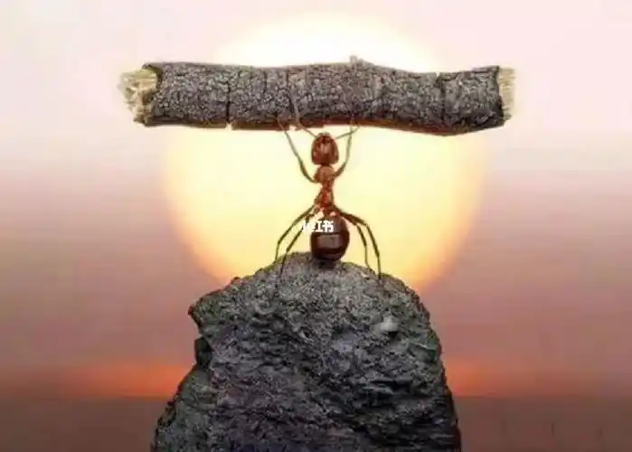 完整的人生需要经历磨难