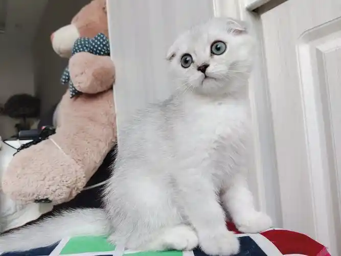 自家银渐层折耳弟弟,两个月大,品相佳