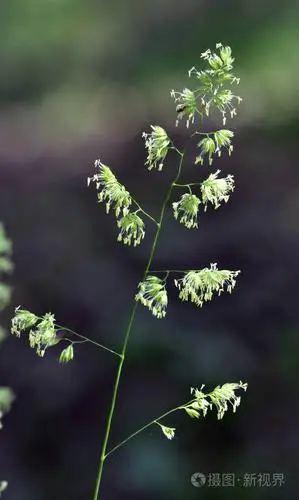 开花总状花序鸭茅一种有价值的牧草育种