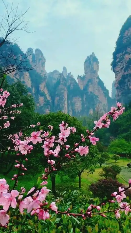 人间仙境,鸟语花香