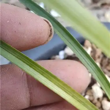 冲级惠拍蕙兰散斑变异斑