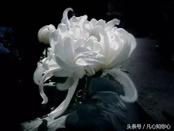 愿老人在天堂好的句子顺便节哀,一路走好天堂安息短句 沉痛悼念的句子