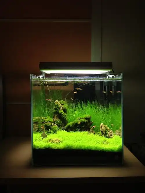 40方缸开缸两个月了终于成景拉欢迎大家重拍水族箱