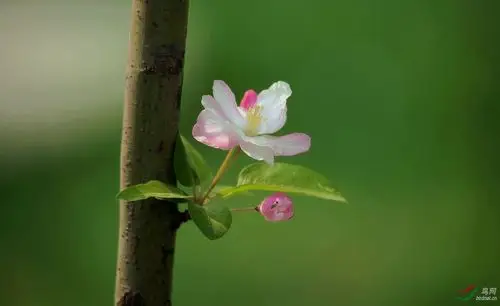 一枝独秀(海棠花)