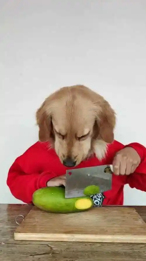 狗头先生终于吃到芒果了狗子我挺不容易的