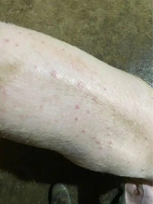 背上长好多红点,不知道什么原因,猪也肯吃的,没啥异常