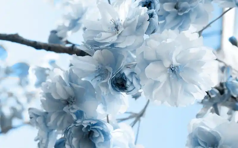 小清新鲜花唯美意境写真