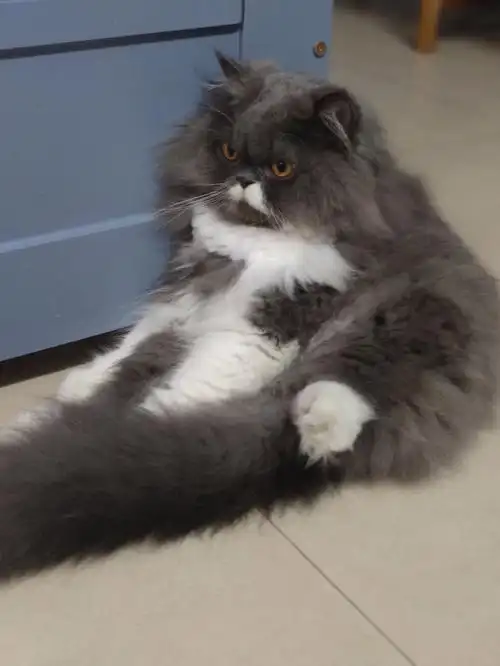 一只心情不太好的波斯猫
