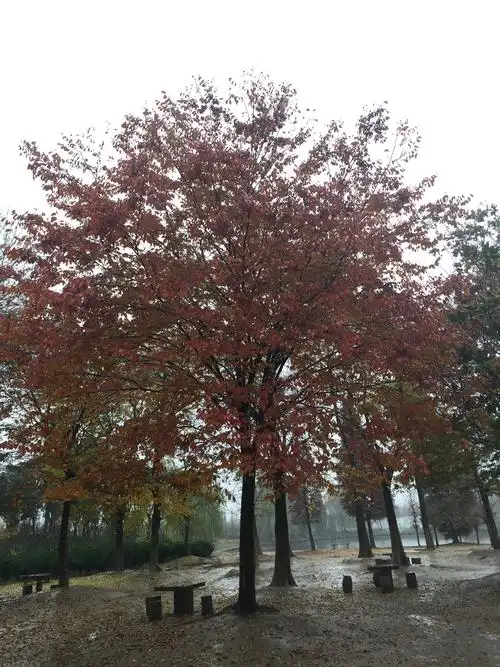 由此可以看出红榉最佳观赏期:到了金秋时节,随着榉树叶色素含量的变化