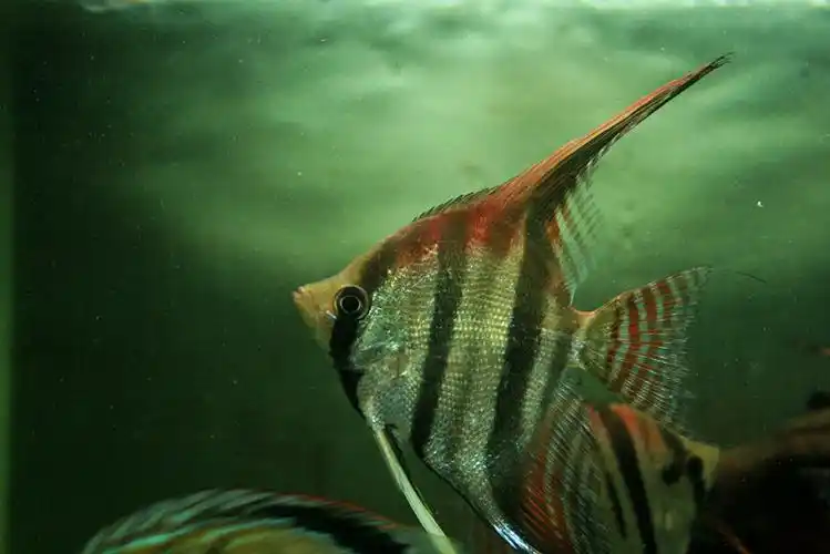 圣塔伊莎贝尔红背埃及斯卡火焰神仙