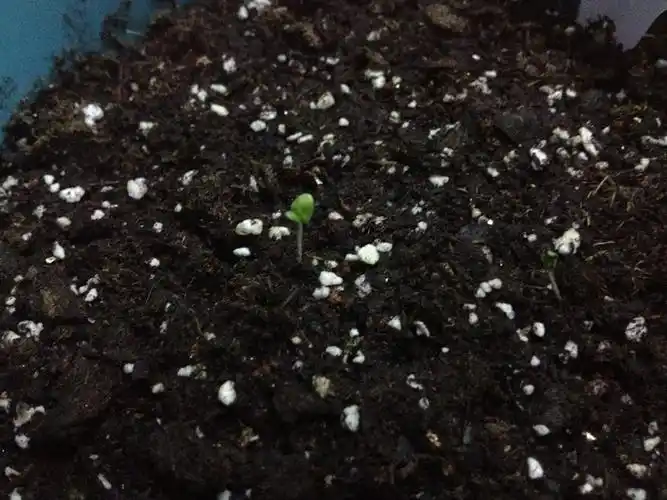 薰衣草幼苗图片