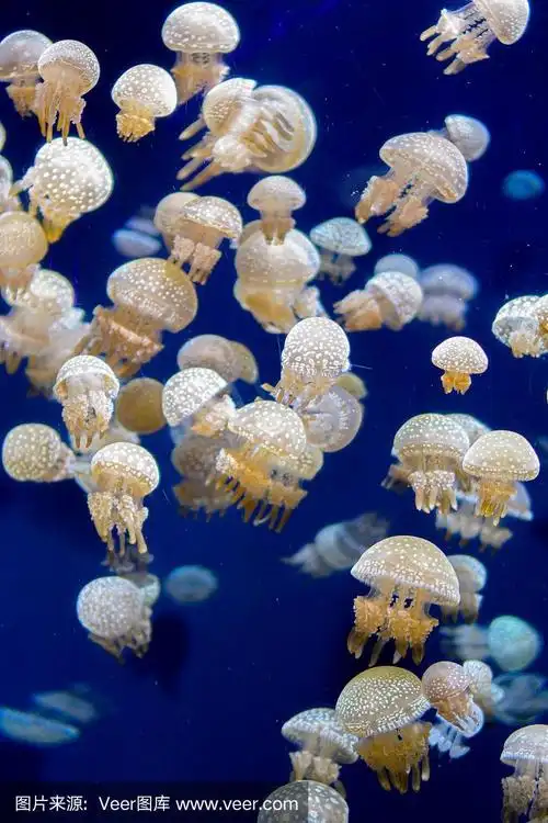 海洋生物,一群白点水母漂浮在一个清澈的水箱里