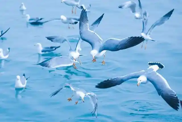 烟台鸥遇地图来啦周末一起去看海鸥吧