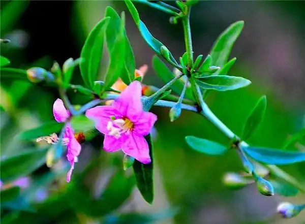 枸杞树开花鲜艳花朵图片