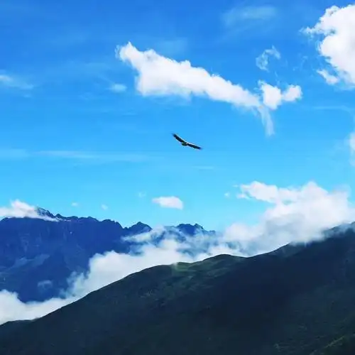 在巴朗山(海拔4886米),雄鹰翱翔在蓝天白云间.