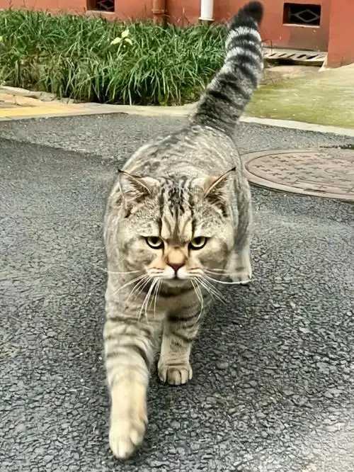 哇塞!这只金虎斑美短猫简直是猫界大社牛!