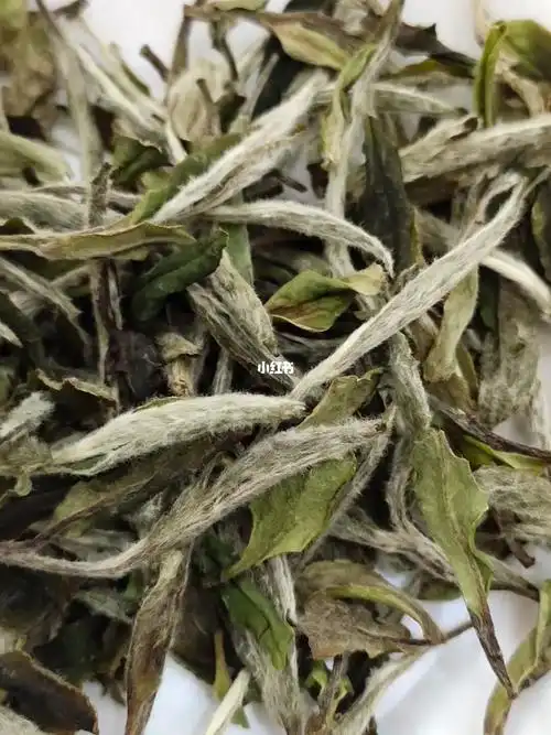茶叶硬广福鼎白茶61牡丹王