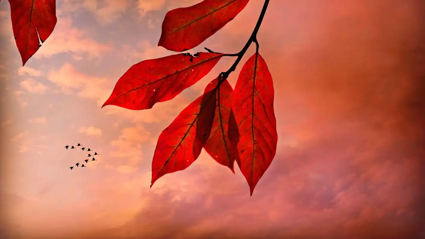 唯美红色枫叶图片桌面壁纸