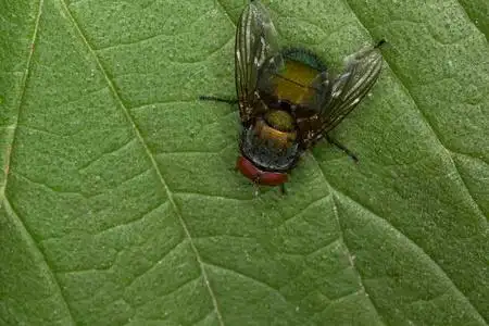 在一片绿色的树叶飞照片