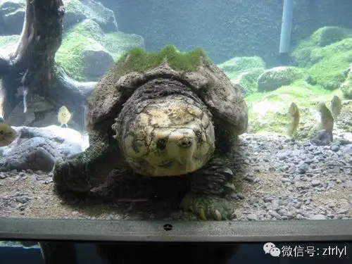 成体大鳄龟的韵味!