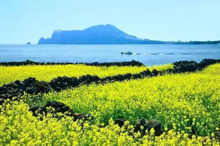 韩国夏威夷―济州岛