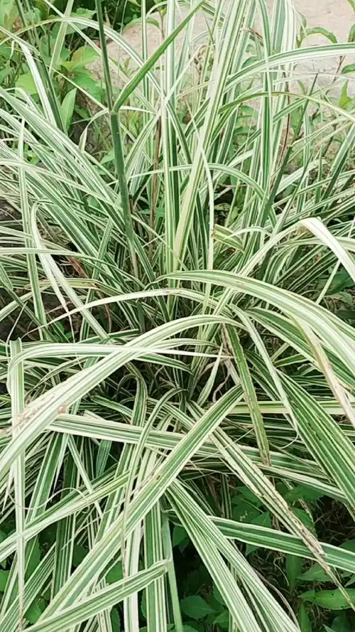 这个是金边兰草吗?