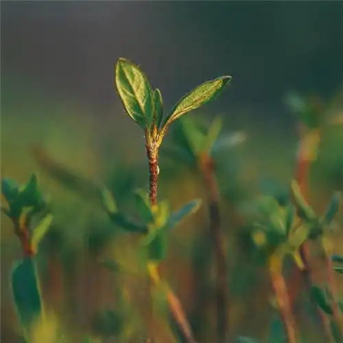 微信最吉利的好看头像风水好聚财转运的最吉利头像图片