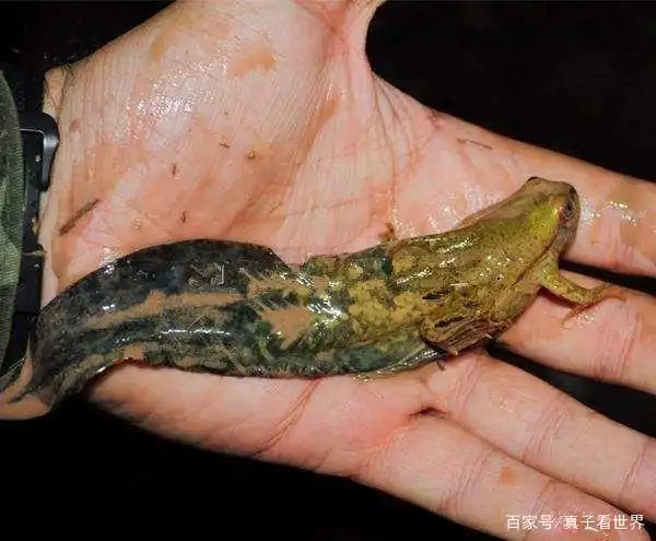 世界上最大的蝌蚪,体长25厘米,变成青蛙后的样子太不可思议了