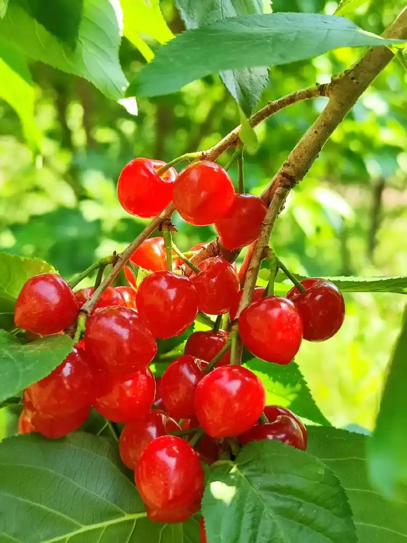 友谊樱桃园今天新开园的精品樱桃与您分享,欢迎入园采摘,下车即 - 抖