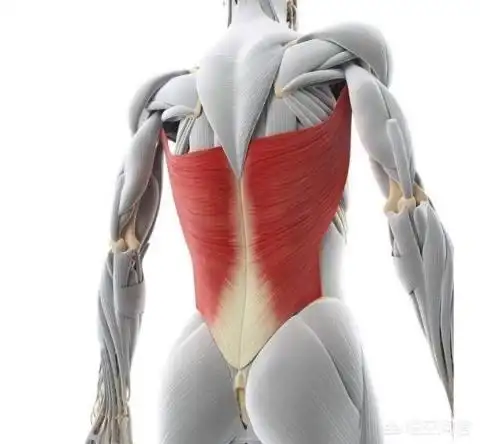 如何进行背阔肌训练