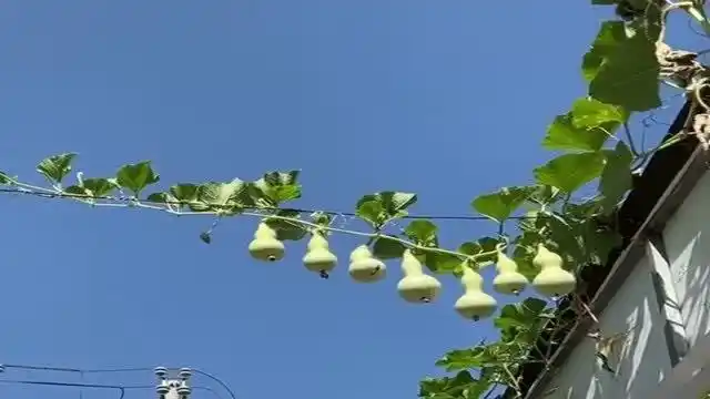 一根藤上七个娃,等待葫芦娃兄弟出世的一天,难道要等爷爷来?