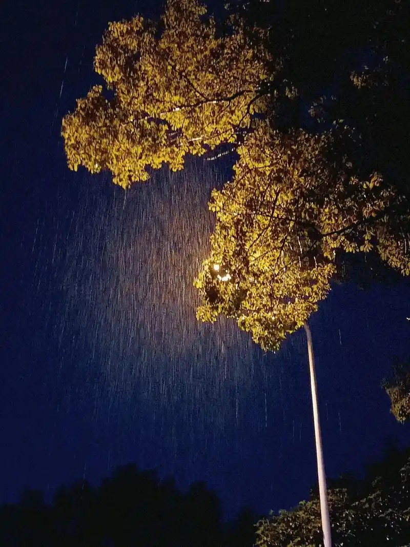 雨.#城市的夜晚 #路灯下 #随手拍 #分享照片 #夜晚风景 - 抖音