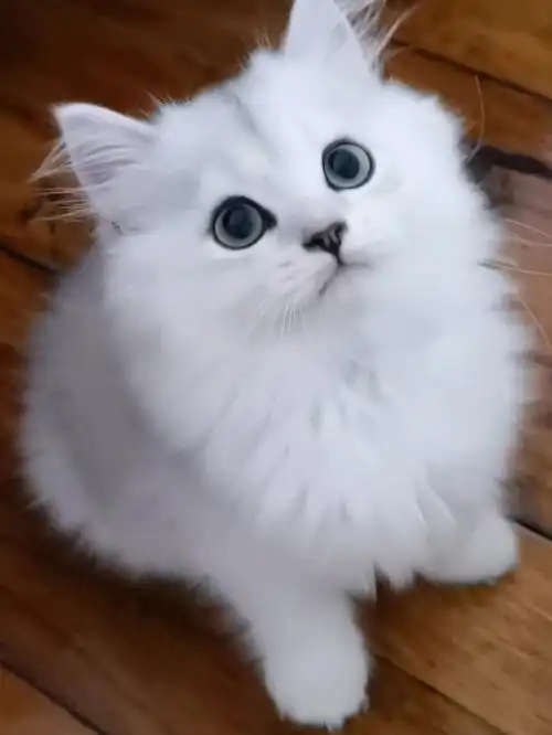 长毛银渐层金吉拉色尴尬期真的好丑呜呜