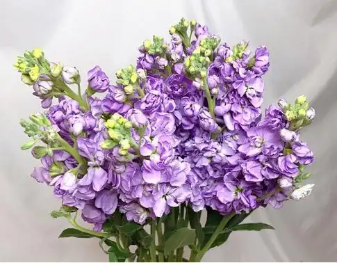 每日一花18紫色紫罗兰爱情