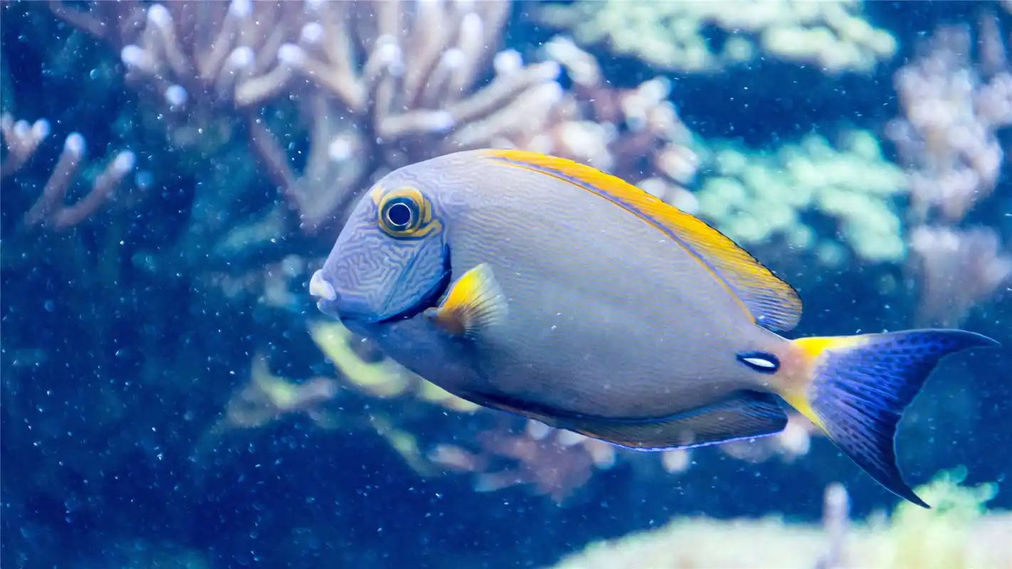 漂亮的海洋鱼类唯美高清桌面壁纸